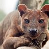 Fossa Animal Diamond Painting