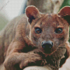 Fossa Animal Diamond Painting