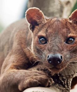 Fossa Animal Diamond Painting