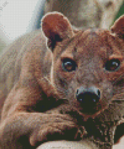 Fossa Animal Diamond Painting