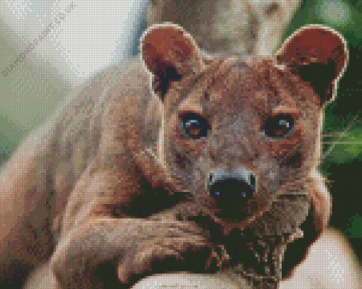 Fossa Animal Diamond Painting