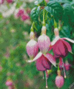 Fuchsia Plant Diamond Painting