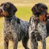 German Wirehaired Diamond Painting