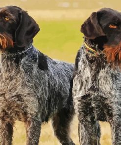 German Wirehaired Diamond Painting