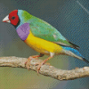 Gouldian Finch Diamond Painting