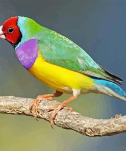 Gouldian Finch Diamond Painting