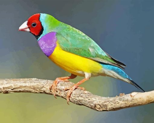 Gouldian Finch Diamond Painting