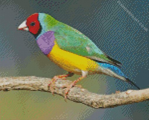 Gouldian Finch Diamond Painting