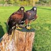 Harris Hawk Diamond Painting