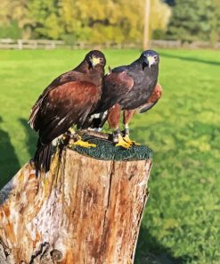 Harris Hawk Diamond Painting