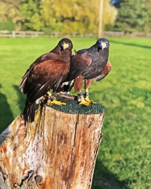 Harris Hawk Diamond Painting