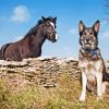 Horse And Dog Diamond Painting