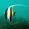 Moorish Idol Diamond Painting