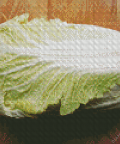 Napa Cabbage Diamond Painting