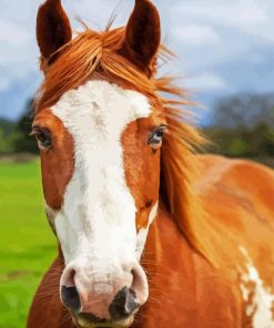 Pinto Horse Diamond Painting