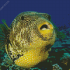 Puffer Fish Diamond Painting