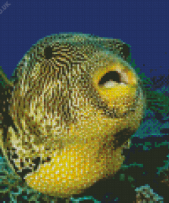 Puffer Fish Diamond Painting