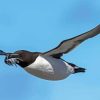 Razorbill Bird Diamond Painting