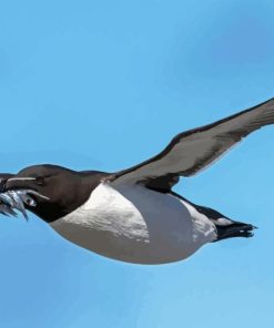 Razorbill Bird Diamond Painting