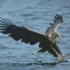 Sea Eagle Catching Fish Diamond Painting