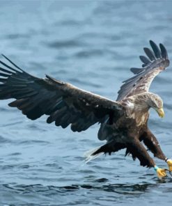 Sea Eagle Catching Fish Diamond Painting