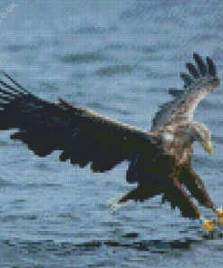 Sea Eagle Catching Fish Diamond Painting