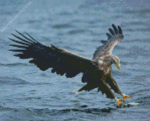 Sea Eagle Catching Fish Diamond Painting