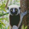 Sifaka Diamond Painting