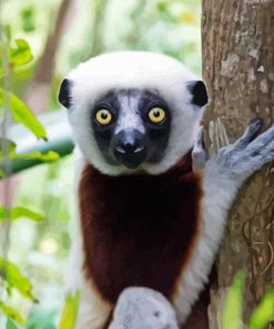 Sifaka Diamond Painting