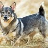 Swedis Vallhund Diamond Painting