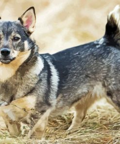 Swedis Vallhund Diamond Painting