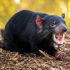 Tasmanian Devil Diamond Painting