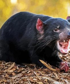 Tasmanian Devil Diamond Painting