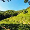 Tea Fields Diamond Painting