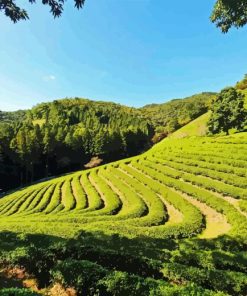 Tea Fields Diamond Painting