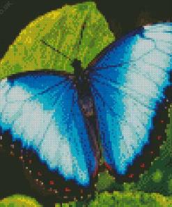 Teal Butterfly Diamond Painting