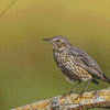 Thrush Bird Diamond Painting