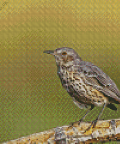 Thrush Bird Diamond Painting