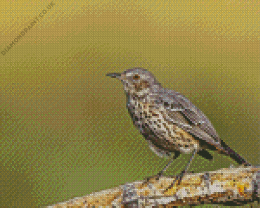 Thrush Bird Diamond Painting