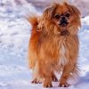 Tibetan Spaniel Diamond Painting