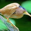 Yellow Bittern Diamond Painting