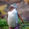 Yellow Eyed Penguin Diamond Painting