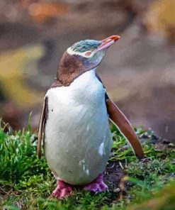 Yellow Eyed Penguin Diamond Painting