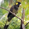 Yellow Tailed Black Cockatoo Diamond Painting