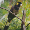 Yellow Tailed Black Cockatoo Diamond Painting