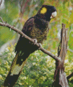 Yellow Tailed Black Cockatoo Diamond Painting