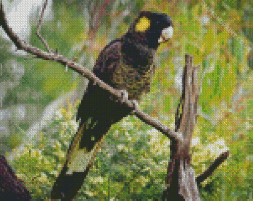 Yellow Tailed Black Cockatoo Diamond Painting