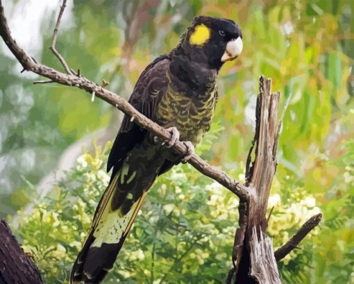 Yellow Tailed Black Cockatoo Diamond Painting