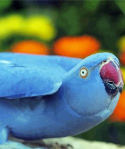 Blue Indian Ringneck Diamond Painting