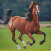 Domestic Horse Diamond Painting